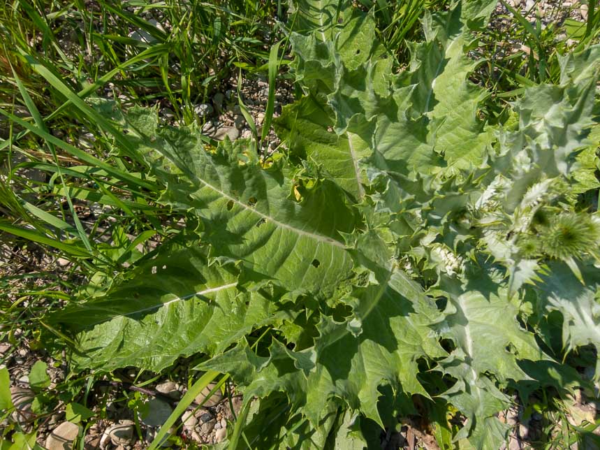 Onopordum acanthium /Onopordo tomentoso